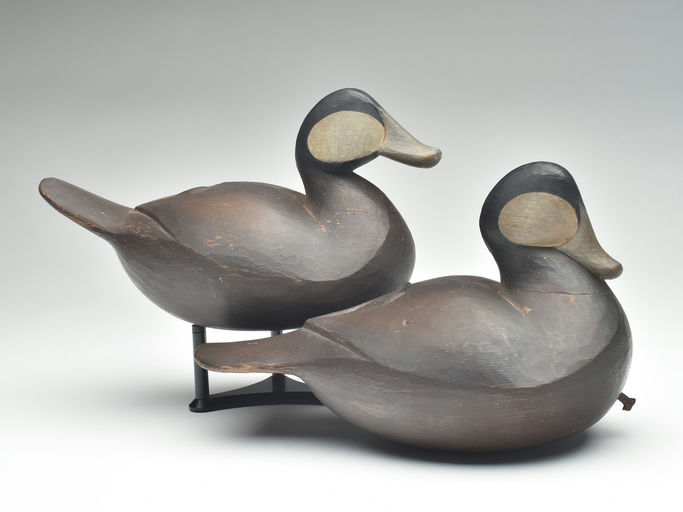 Josh Brewer – Ruddy Duck – 2023
