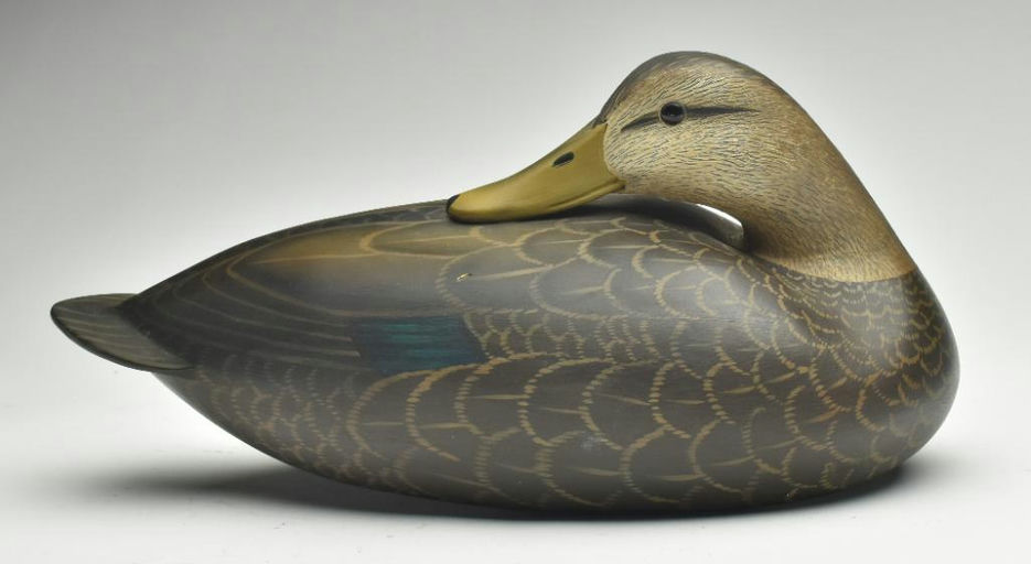 Tom Matus – Black Duck – 2023