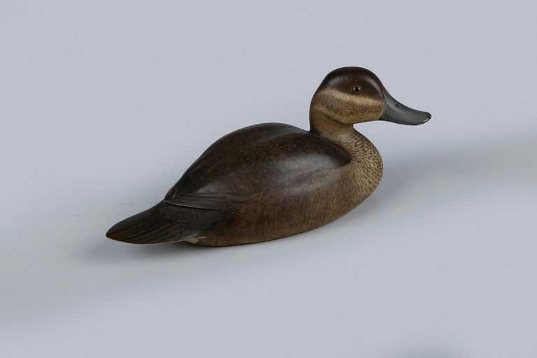 Harold Haertel – Mackey-aitken Ruddy Duck Hen – 2026