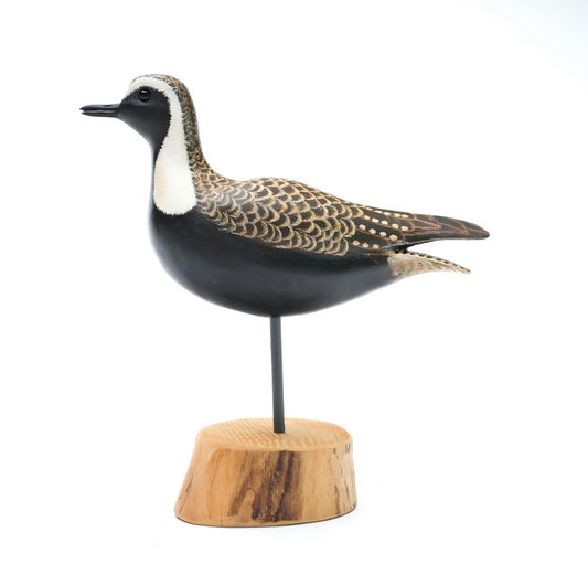 Cigar Daisey – Golden Plover – 2025