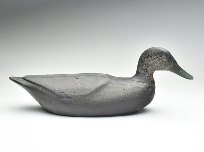 Gus Wilson – Black Duck – 2023