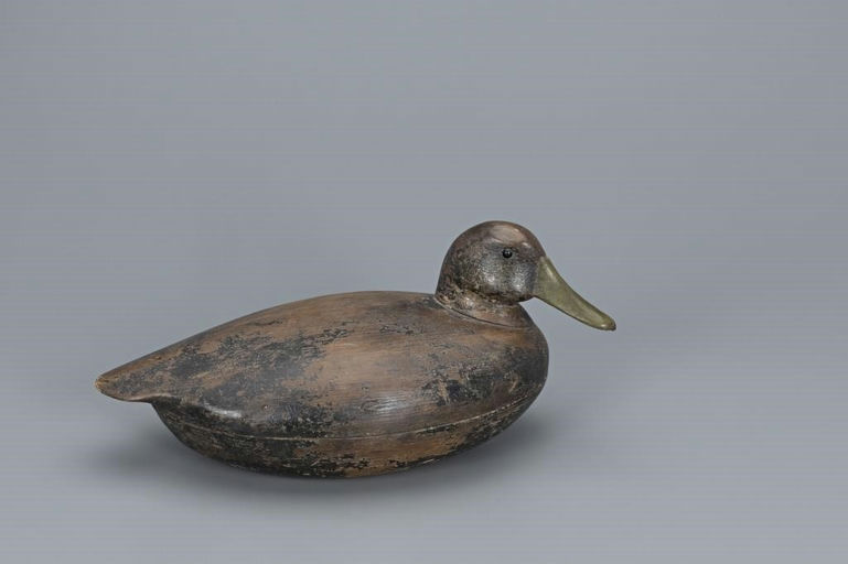 Cassius Smith – Turned-head Black Duck – 2019