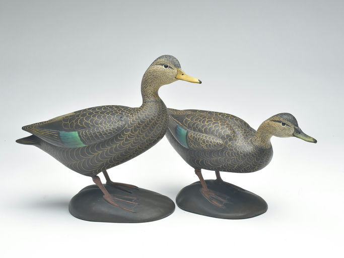 Cameron McIntyre – Pair of Black Duck – 2023