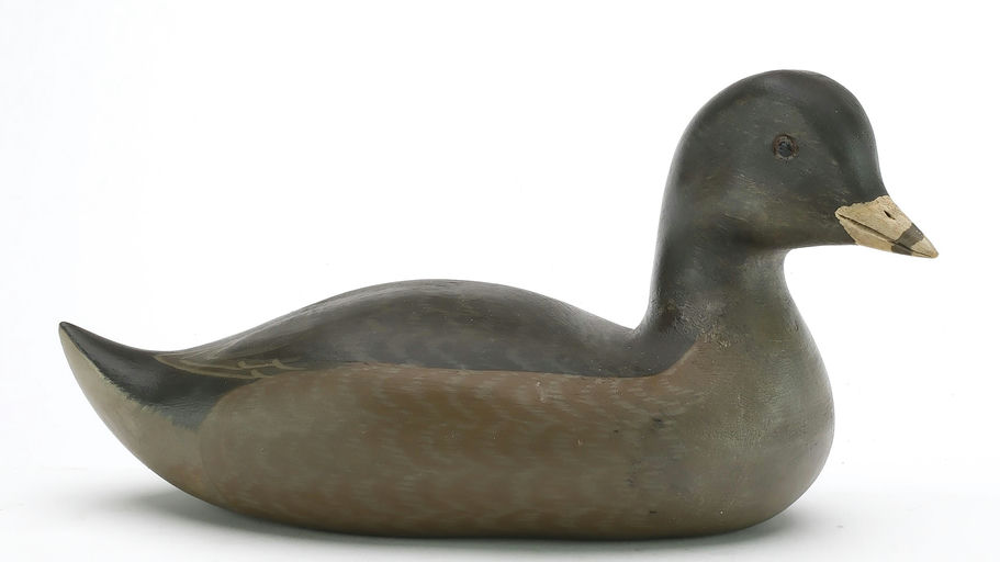 Harry V. Shourds – Coot – 2024