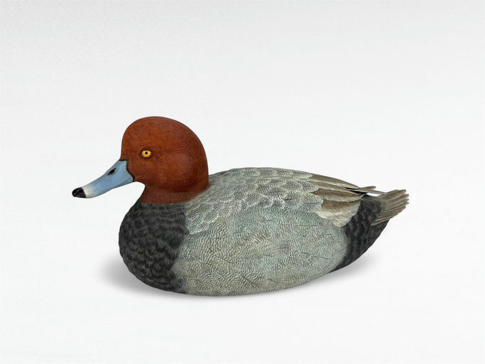John Nidoh — Redhead Drake