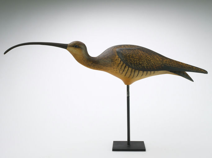 Bill Gibian – Sickle Bill Curlew – 2024