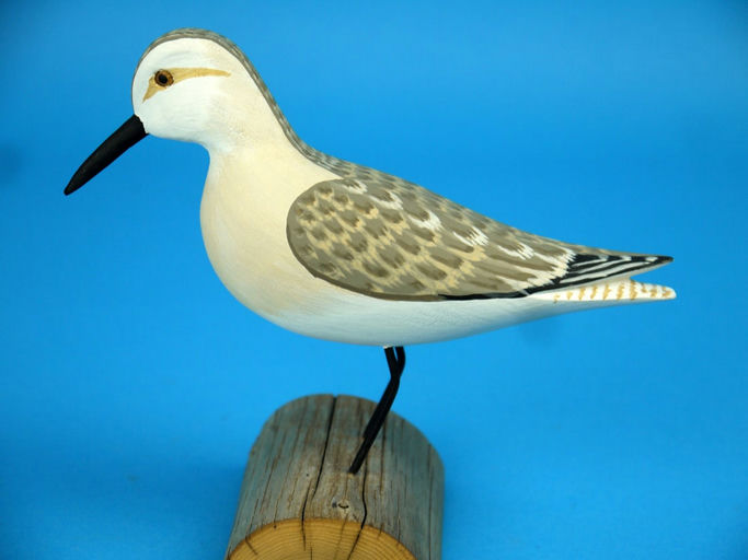 Harry V. Shourds – Sanderling – 2026