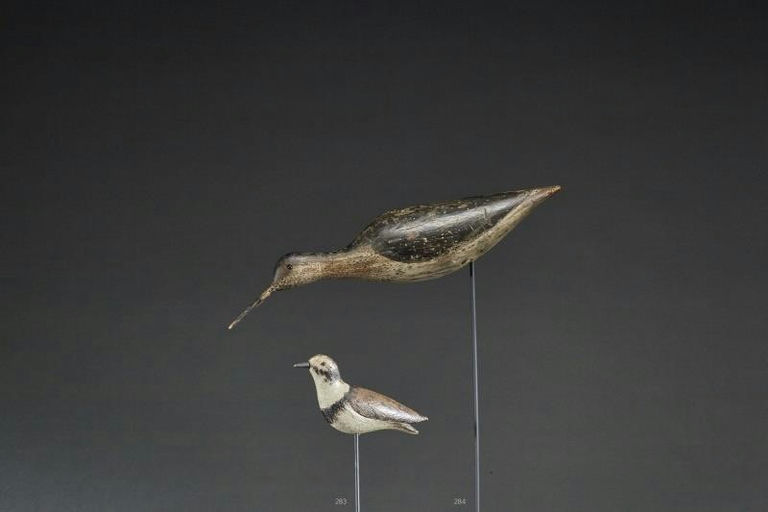 Thomas Gelston – Running Greater Yellowlegs – 2017