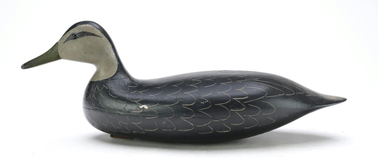 Harry V. Shourds – Black Duck – 2025