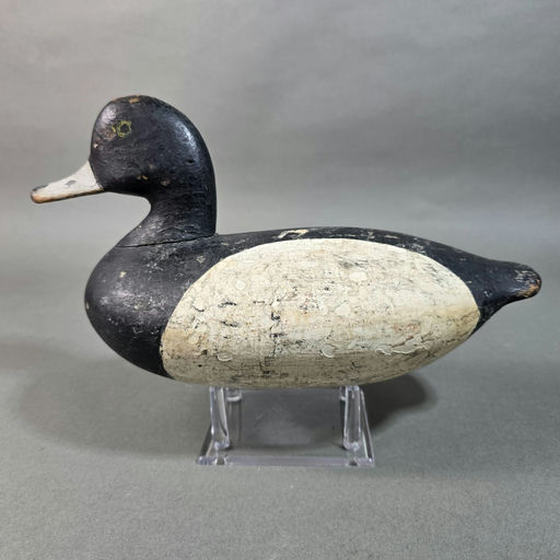 William Edward Armiger – Scaup – 2026