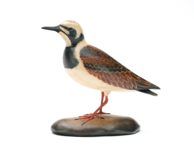 Frank Finney – Ruddy Turnstone With Slightly Turned Head and Relief – 2025