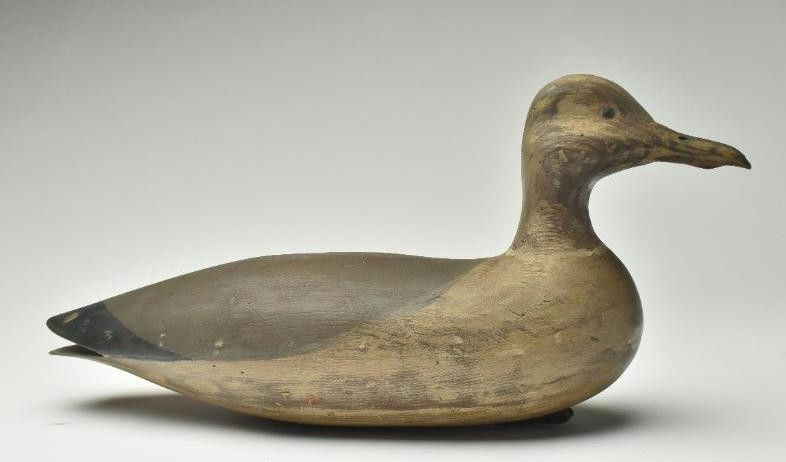 Bob White – Herring Gull – 2023