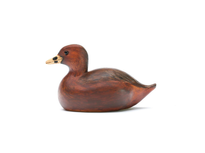 Cigar Daisey – Grebe – 2025