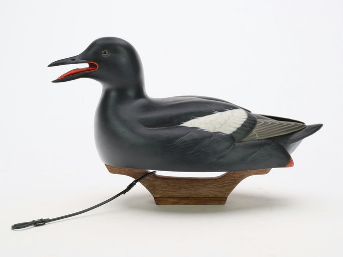 Keith Mueller – Black Guillemot – 2024