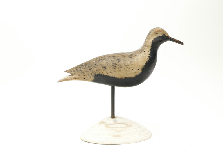 Bob White – Black Bellied Plover – 2026