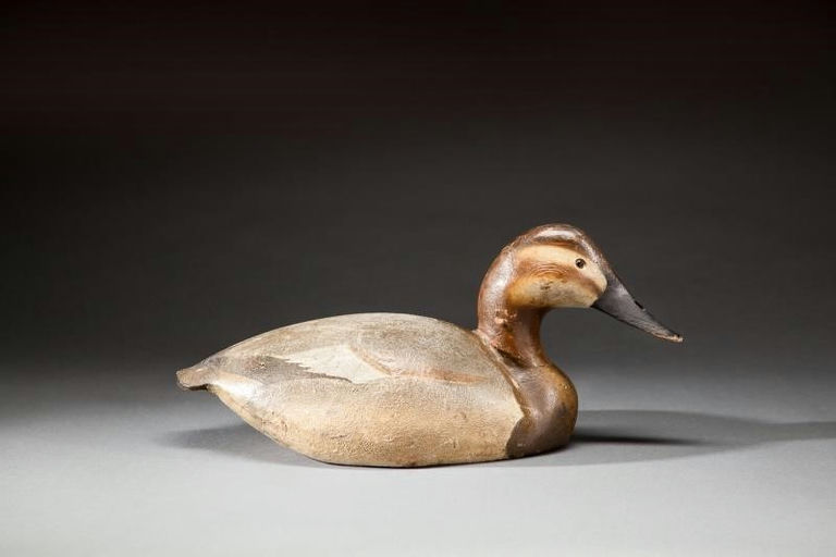 Ward Brothers – Rare Pinch-Breast Canvasback Hen – 2017