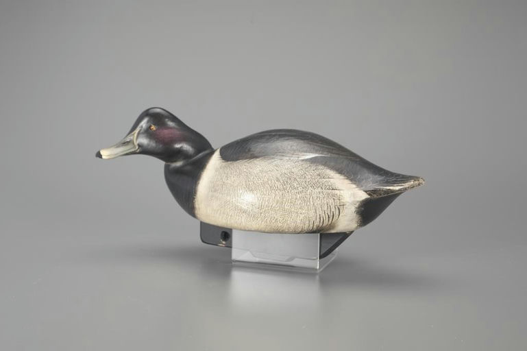 Jim Schmiedlin – Swimming Ringneck – 2024