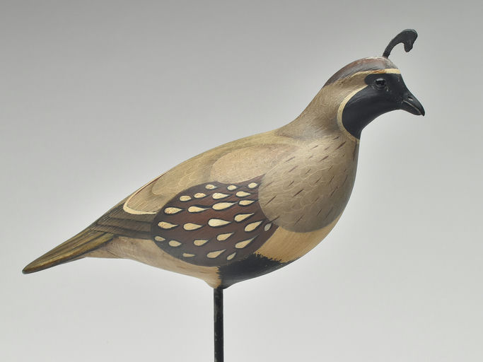 Bill Gibian – Gambel's Quail – 2023