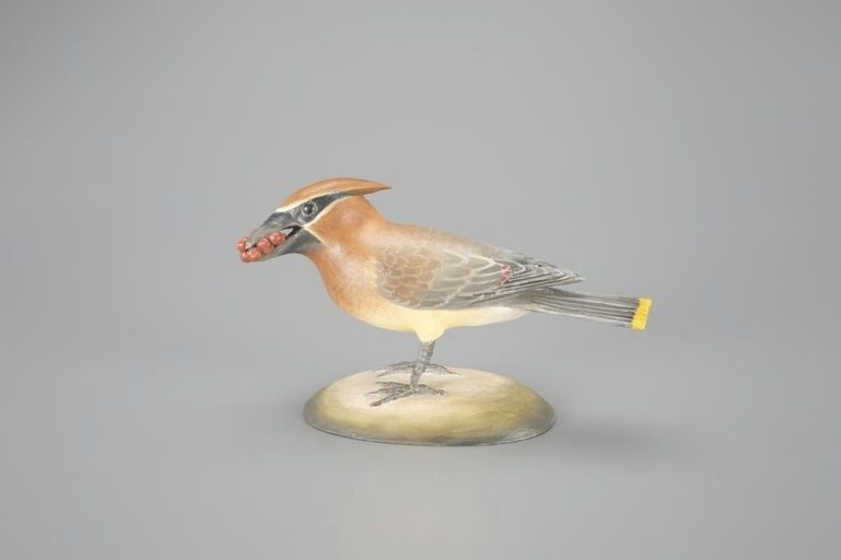 Frank Finney – Cedar Waxwing – 2024
