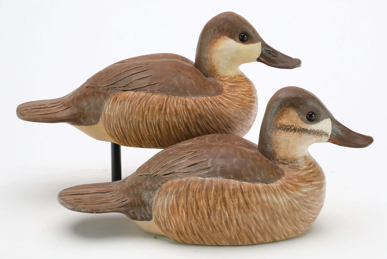 Cigar Daisey – Ruddy Duck – 2024