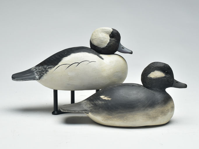 Cigar Daisey – Bufflehead – 2023