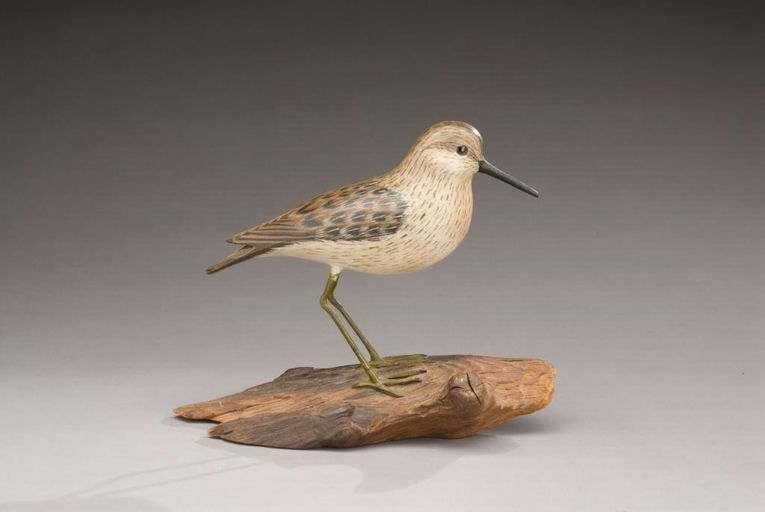 Armand Carney – Least Sandpiper – 2010