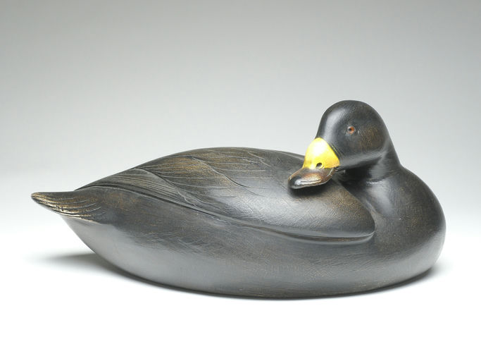 Jim Schmiedlin – Preening Black Scoter – 2023