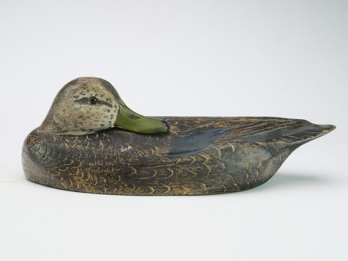 Ben Schmidt – Sleeping Black Duck – 2024