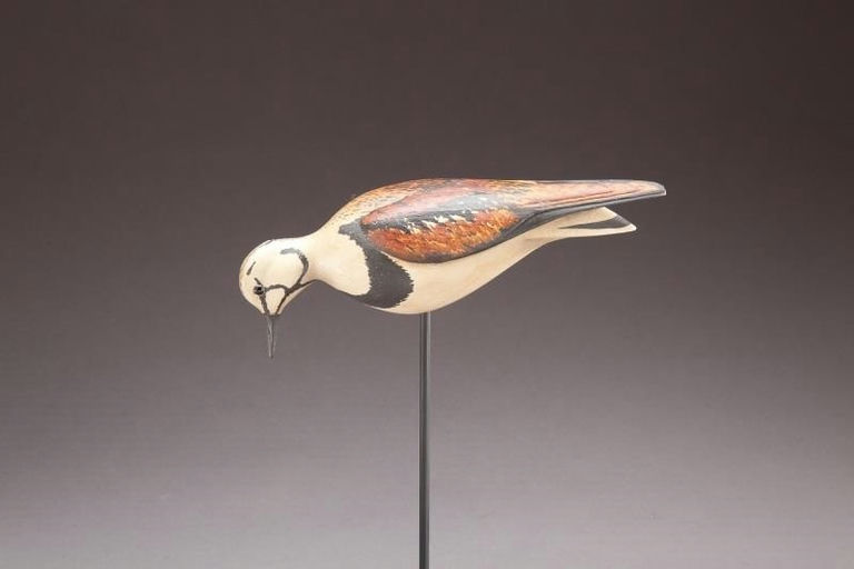 Bill Gibian – Feeding Ruddy Turnstone – 2013