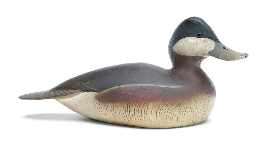 Ward Brothers – Ruddy duck – 2025