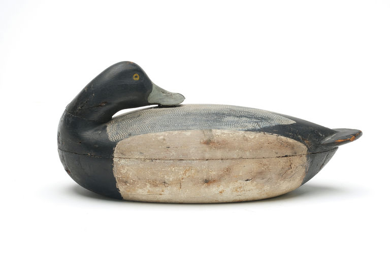 Albert Laing – Sleeping Bluebill – 2026