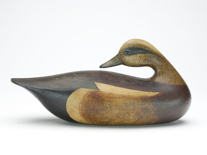 Mark McNair – Early Preening Widgeon – 2023