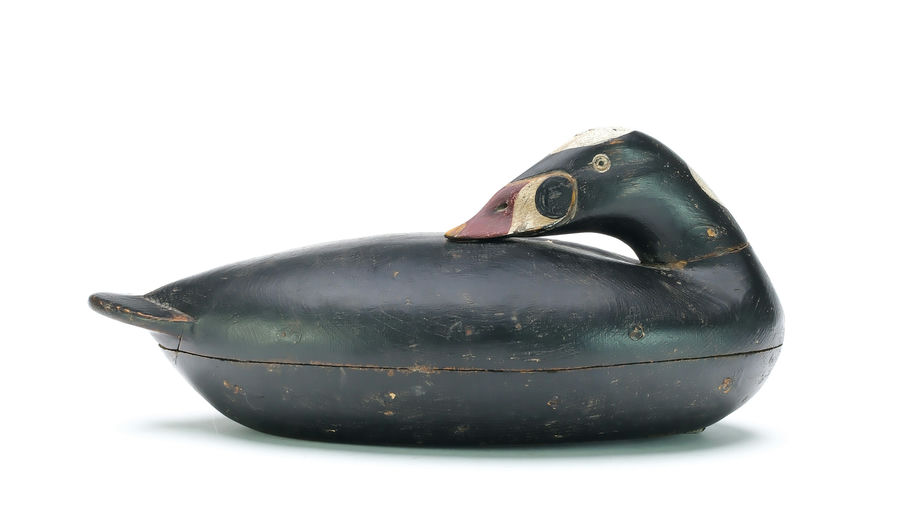 Albert Laing – Preening Surf Scoter – 2025