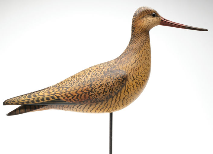 Bill Gibian – Hudsonian Godwit – 2026