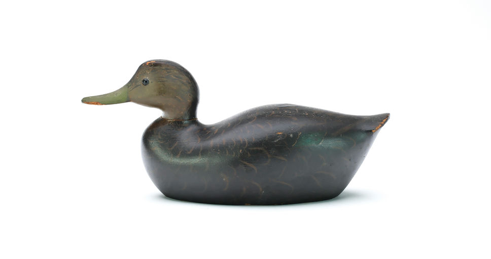 George Boyd – Black Duck – 2025