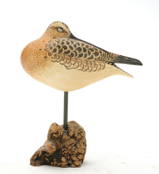 Cigar Daisey – Dowitcher – 2025