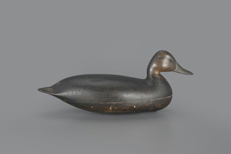 Harry V. Shourds – Black Duck – 2024