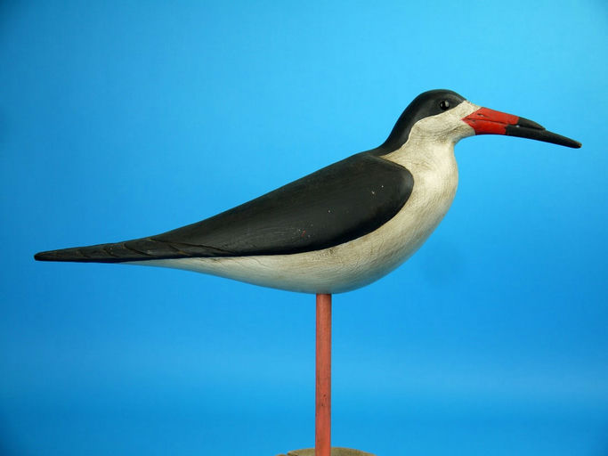 Steve Morey – Black Skimmer – 2026