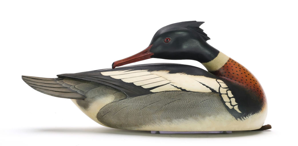 Bill Gibian – Preening Red-breasted Merganser – 2024