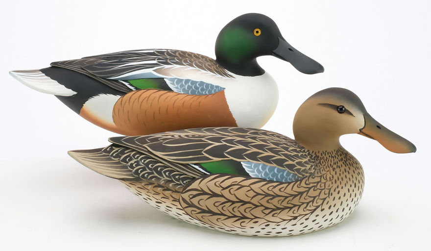 Oliver Lawson – Pair of Shoveler – 2024