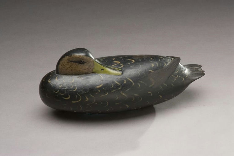 William Quinn – Preening Black Duck – 2010