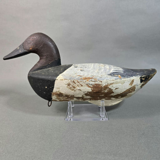 August Heinfeld – Canvasback – 2026