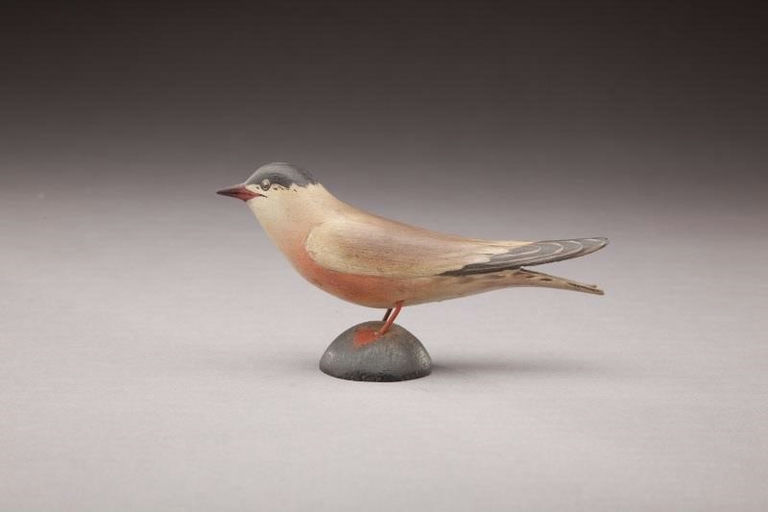 Elmer Crowell – Miniature Roseate Tern – 2011