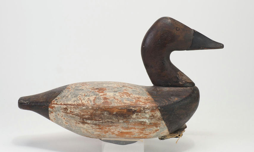 Charles Nelson Barnard — Canvasback Hen