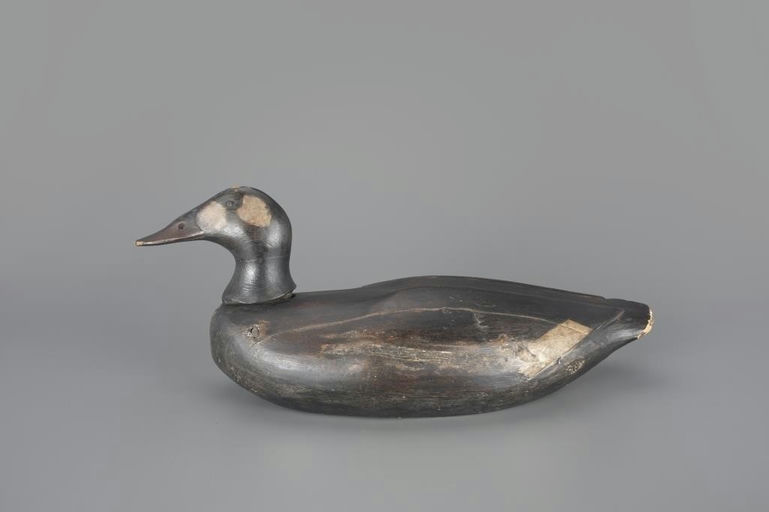 Gus Wilson – Haid Rocking-Head White-Winged Scoter Hen – 2024