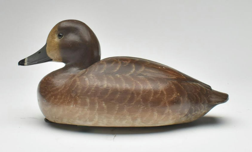 Cigar Daisey – Scaup – 2023