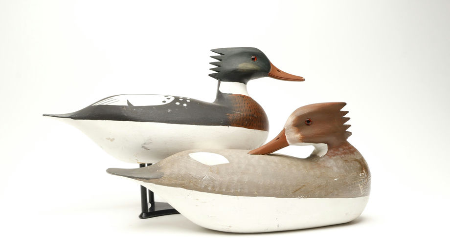 Harry V. Shourds – Red-breasted Merganser – 2026