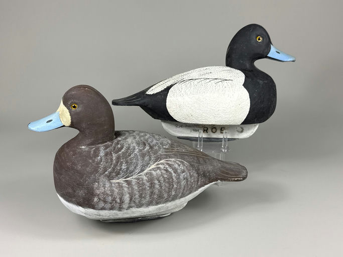 Roe Terry – Scaup – 2026