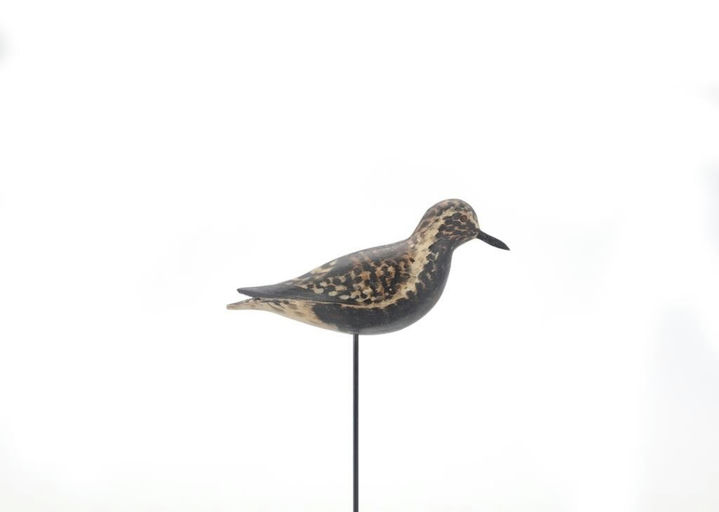 Elmer Crowell – Outstanding Black-Bellied Plover – 2021