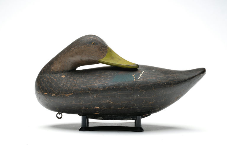 R. Madison Mitchell – Sleeping Black Duck – 2026